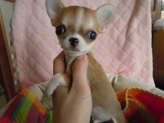 ID：1504-00937の子犬