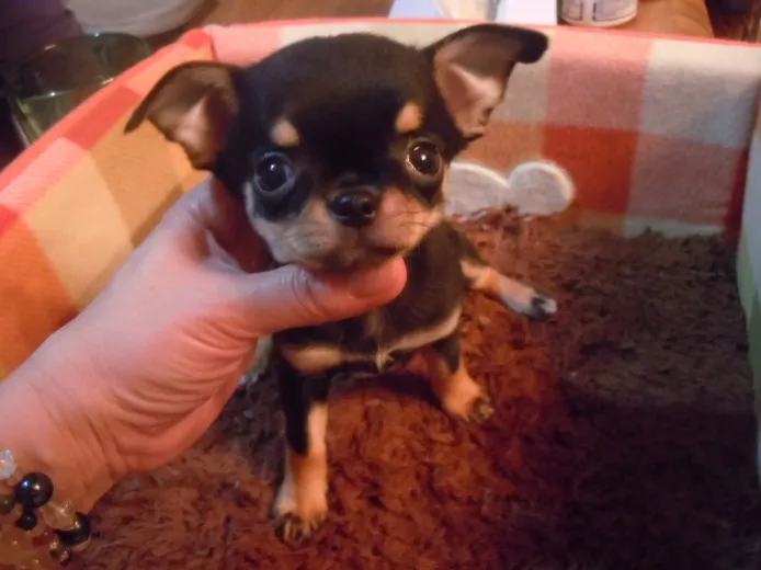 ID：1212-00677の子犬