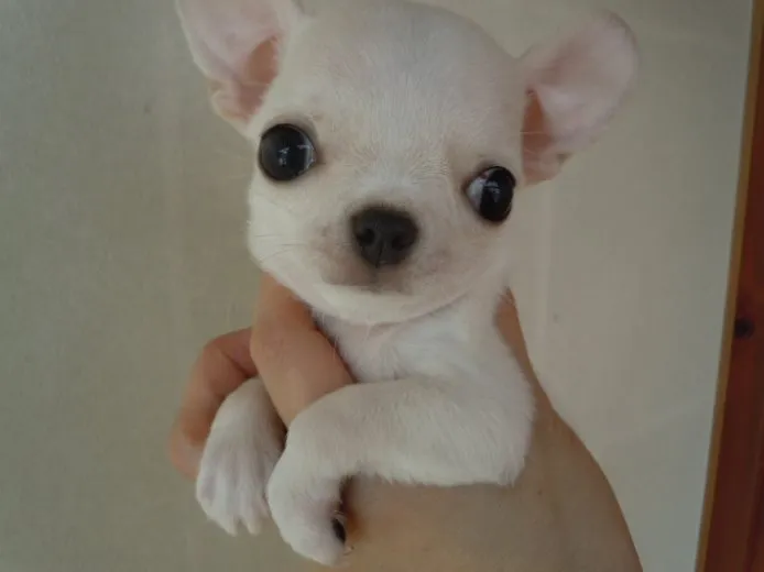 千葉のおじーさん 様のお迎えした子犬