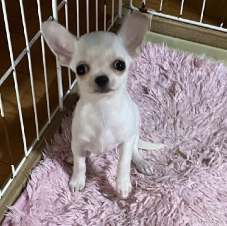ID:2308-02129の子犬