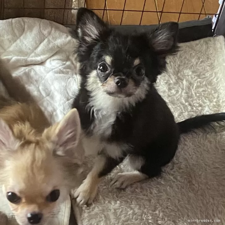 ID：2407-05475の子犬