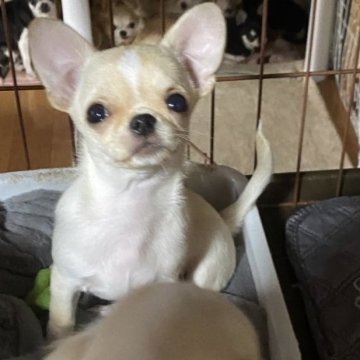 チワワ(スムース)【栃木県・女の子・2023年8月25日・クリーム】の写真「可愛すぎるスムース女子」