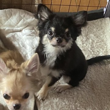 チワワ(ロング)【栃木県・女の子・2024年5月24日・ブラタンホワイト】の写真「めちゃくちゃ可愛いちわわちゃん」