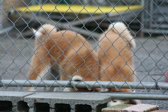 子犬達の社会性を伸ばす環境を心掛けています。｜中村　智子(なかむら　ともこ)ブリーダー(埼玉県・ゴールデンレトリバーなど・JKC/日本犬保存会/秋田犬保存会登録)の紹介写真1