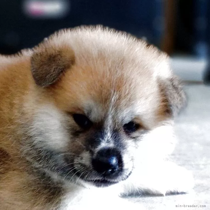 ID：2509-02204の子犬