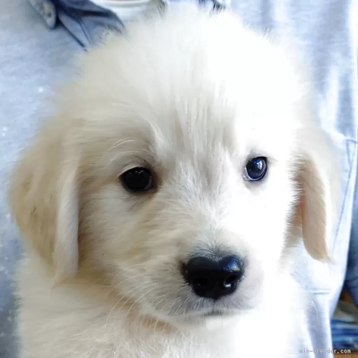 ID:2506-06537の子犬