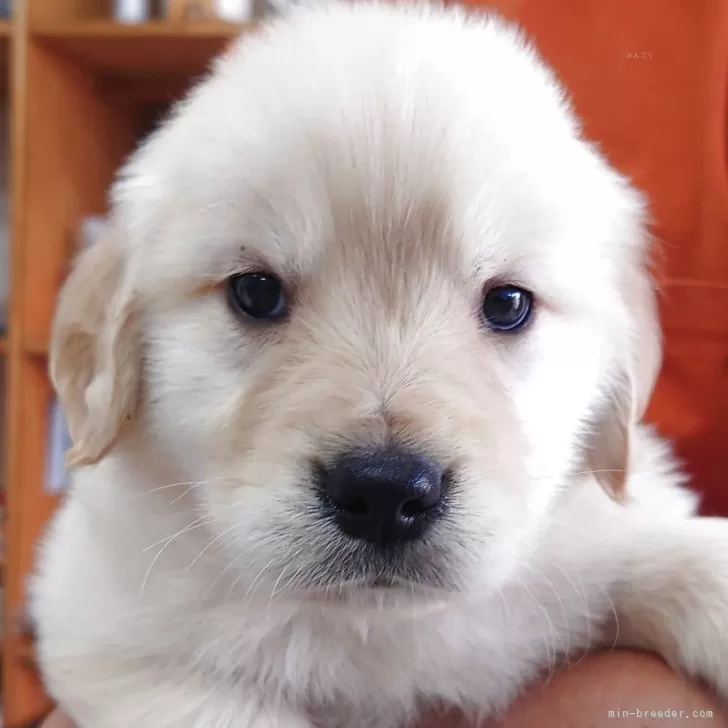 ID:2504-02392の子犬