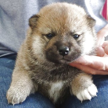 柴犬(標準サイズ)【埼玉県・女の子・2025年5月30日・赤】の写真「お目々キラキラ✨️」