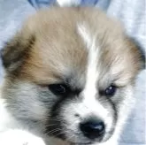 秋田犬