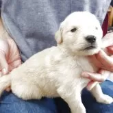 ゴールデンレトリバー【埼玉県・女の子・2025年5月31日・ゴールド】の写真2