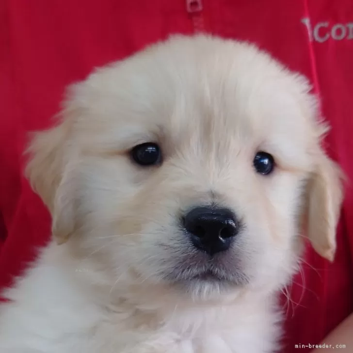 ID：2403-06860の子犬