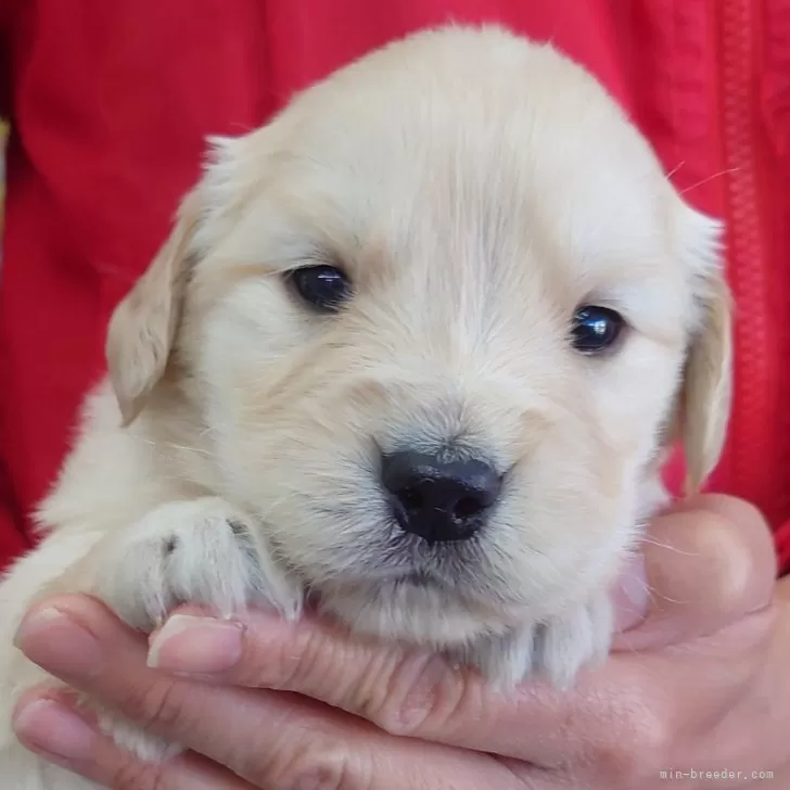 ID：2403-02345の子犬
