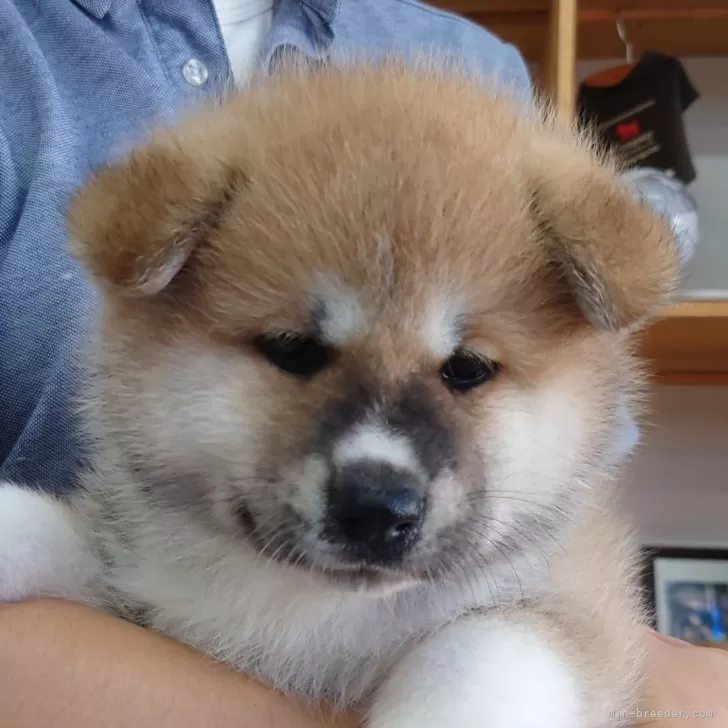 ID：2409-08092の子犬