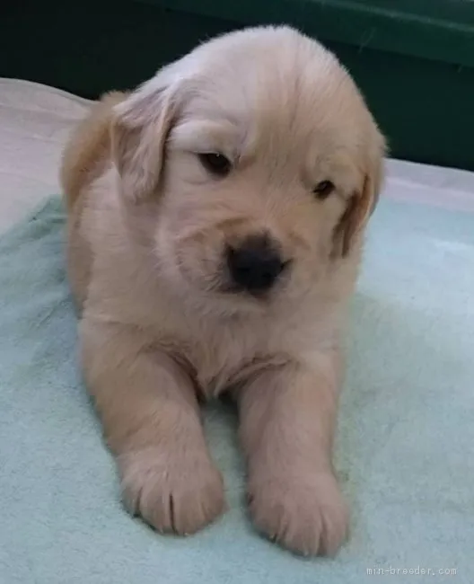 ID：1911-03065の子犬