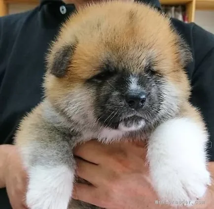 ID:1907-02478の子犬