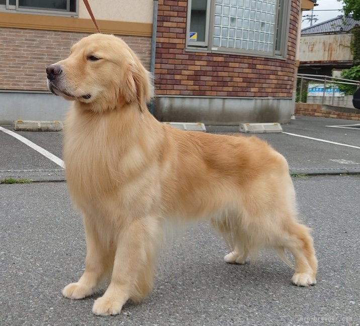 ゴールデンレトリバー【・男の子・2021年6月20日・ゴールド】