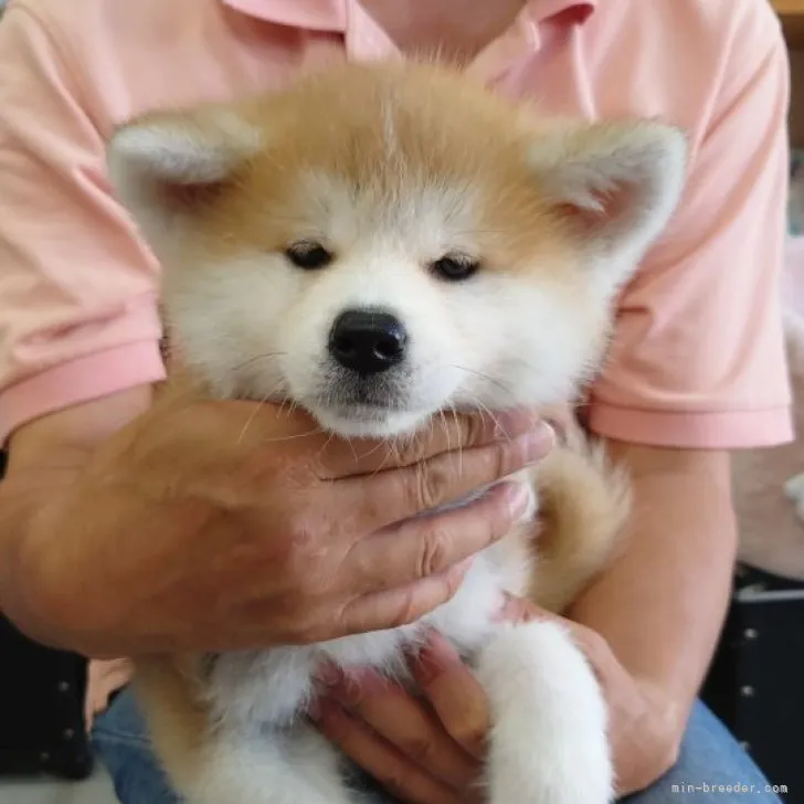 ID:2305-00908の子犬