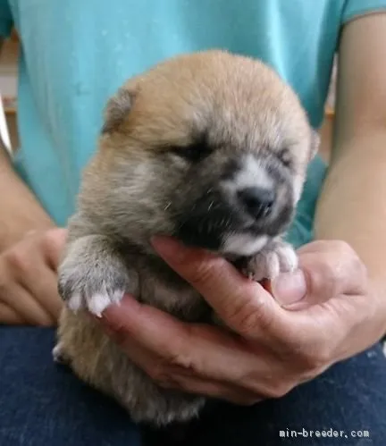 ID：1908-02856の子犬