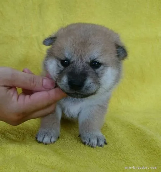 ID:1809-02405の子犬