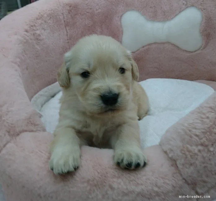 ID：2104-01952の子犬