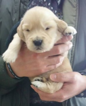 ゴールデンレトリバー【埼玉県・男の子・2018年12月31日・ゴールド】の写真「粒揃いの子犬たち」