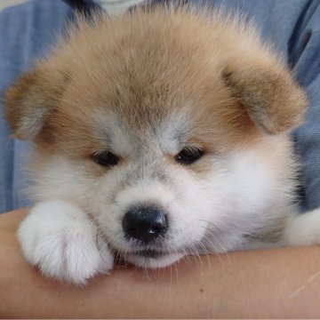 秋田犬【埼玉県・女の子・2024年8月20日・赤】の写真「女の子版 クマさん❣️」