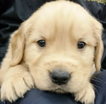 ゴールデンレトリバー【埼玉県・男の子・2020年3月13日・ゴールド】の写真「濃いめのカラーが新鮮 !」