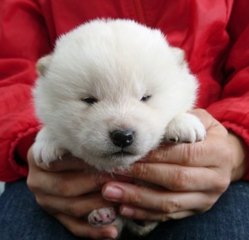 柴犬(標準サイズ)【埼玉県・男の子・2020年12月11日・白】の写真「まるで白熊さん！」