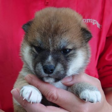 柴犬(標準サイズ)【埼玉県・女の子・2023年11月18日・赤】の写真「超キュート💕」