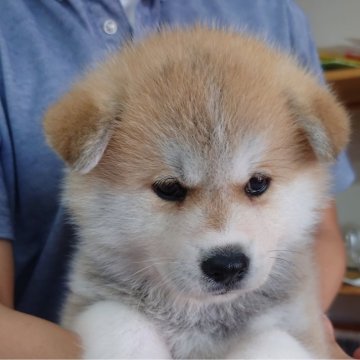 秋田犬【埼玉県・女の子・2024年8月20日・赤】の写真「優しげな表情がチャームポイント❣️」