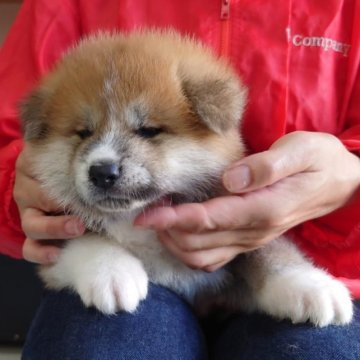 秋田犬【埼玉県・男の子・2023年5月17日・赤】の写真「大型感のある男の子❣️」