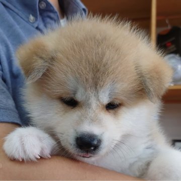秋田犬【埼玉県・男の子・2024年8月20日・赤】の写真「まるでクマさん❣️」