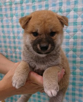 柴犬(標準サイズ)【埼玉県・男の子・2021年8月29日・赤】の写真「ハンサム君」