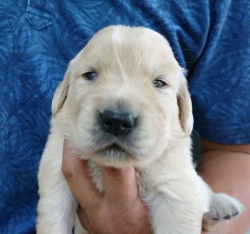 ゴールデンレトリバー【埼玉県・女の子・2020年6月19日・ゴールド】の写真「おっとり系女の子♪」