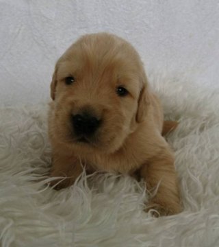 ゴールデンレトリバー【埼玉県・男の子・2020年6月19日・ゴールド】の写真「力強いゴールドカラー」