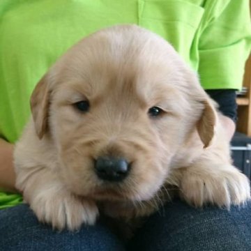 ゴールデンレトリバー【埼玉県・女の子・2019年11月2日・ゴールド】の写真「むっちむちの女の子」