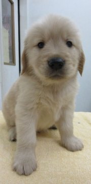 ゴールデンレトリバー【埼玉県・男の子・2016年6月3日・ゴールド】の写真「順調に成育中！」