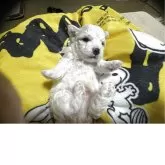 ビションフリーゼ