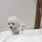 ビションフリーゼ