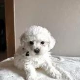 ビションフリーゼ