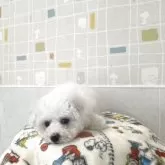 ビションフリーゼ