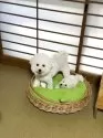 ビションフリーゼ【徳島県・女の子・2025年4月18日・ホワイト】の写真6「八幡ママですサマーカットでスッキリ❤️」