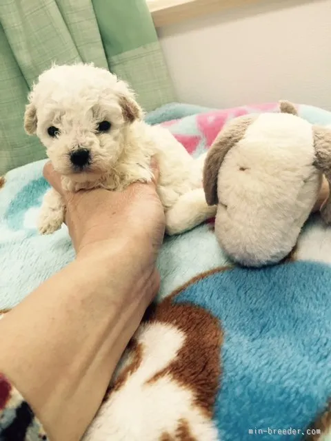 ID:1602-01609の子犬