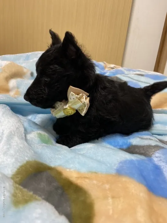ID:1911-01392の子犬