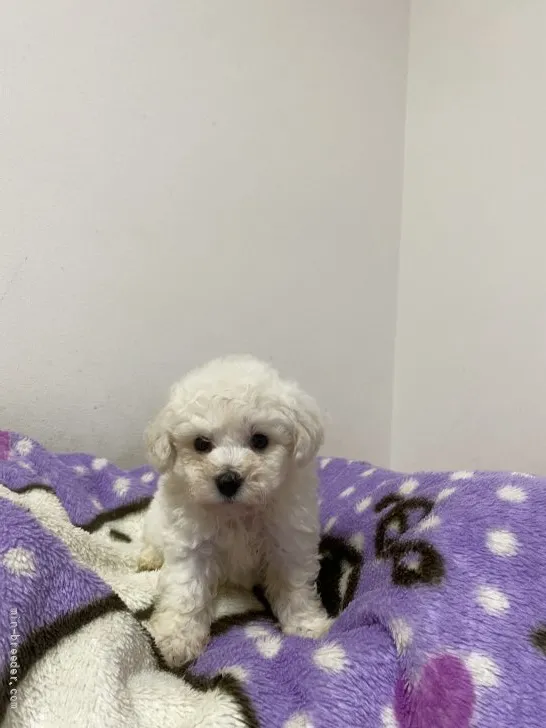 ID:2109-03969の子犬