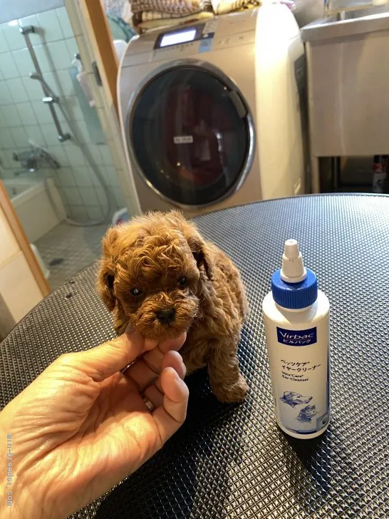 ID:2104-02541の子犬