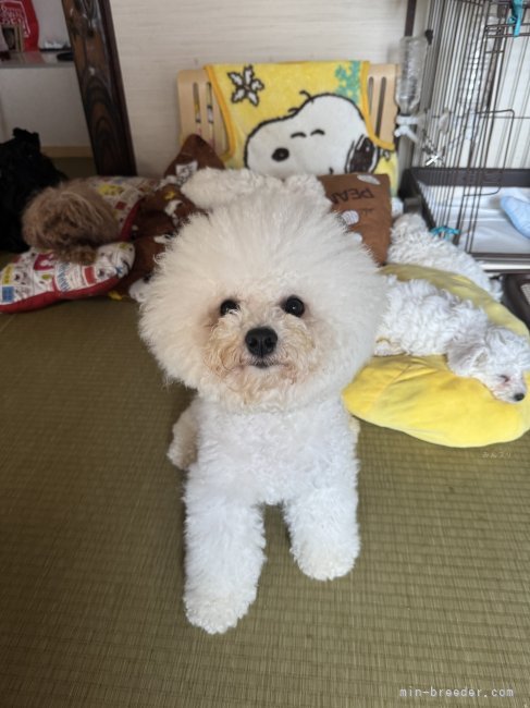 甘えっ子でいつも一緒に行動して居ます。