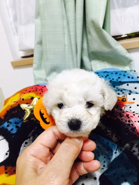 ID:1609-01559の子犬
