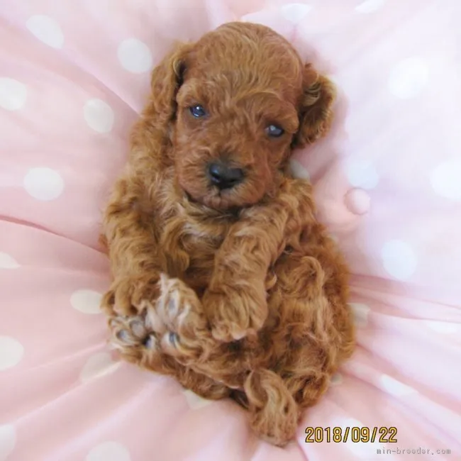 ID:1809-02452の子犬