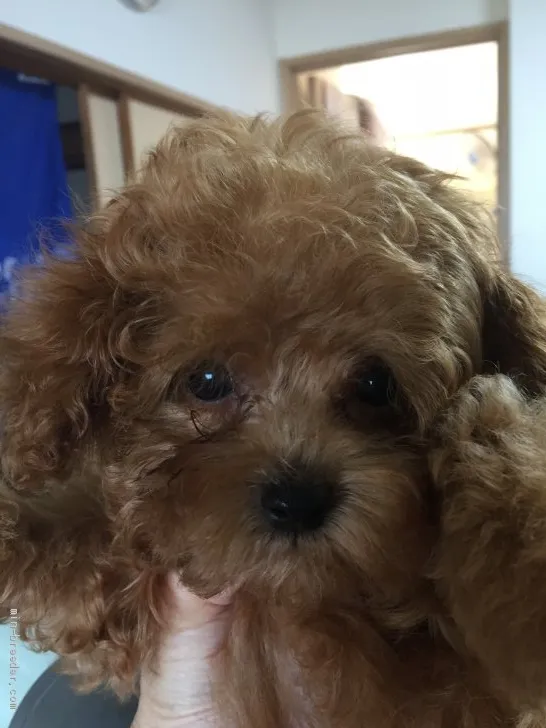 ID:1907-02357の子犬